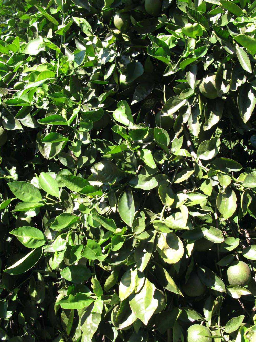              Sun leaves (Winter Haven, FL)       